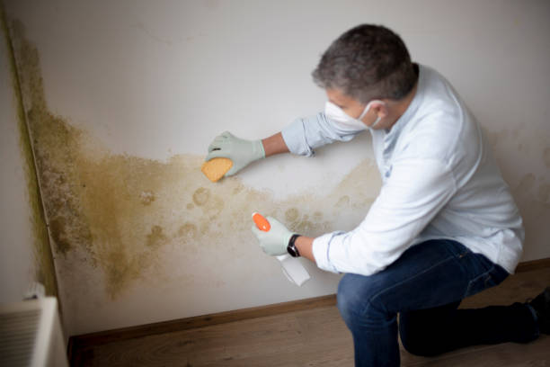 Best Black Mold Removal  in Wasco, CA